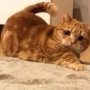 Аватар пользователя atnfox9