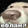 Аватар пользователя BELOK