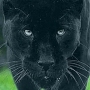 Аватар пользователя Fenrir