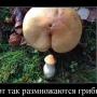 Аватар пользователя ПрОвОкАтОр