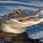 Аватар пользователя Alligator32