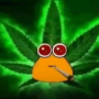 Аватар пользователя yoptahorny