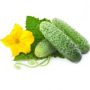 Аватар пользователя Cucumbers16