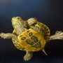 Аватар пользователя turtle