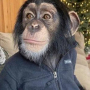 Аватар пользователя HornyMonkey