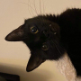 Аватар пользователя kittenmeoww