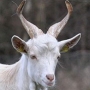 Аватар пользователя Goatfucker