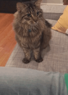 котэ